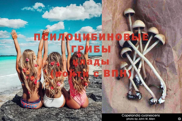ГАЛЛЮЦИНОГЕННЫЕ ГРИБЫ Аркадак